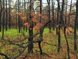 Charred Pine Barrens are laboratory at doorstep 