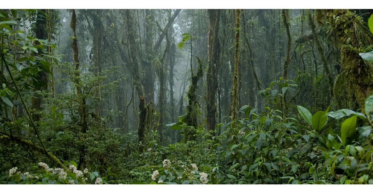 Forest Images - foggy tropical rainforest interior