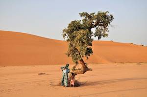 World's largest restoration project, Africa's Great Green Wall