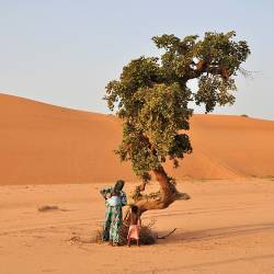 Africa's Great Green Wall Initiative