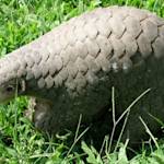 Chinese pangolin