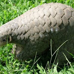 Chinese pangolin
