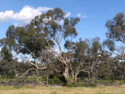 First Nations Peoples urge against coal mine proposed to destroy the Bimblebox Nature Refuge