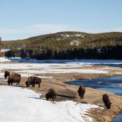 Returning healthy bison to tribal lands