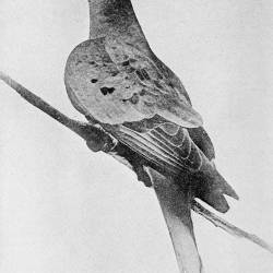 Last passenger pigeon dies