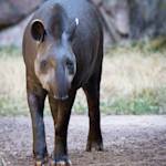Lowland tapir, gardeners of the forest