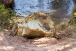 Orinoco crocodile