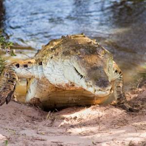 Orinoco crocodile