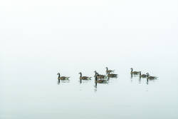 Botulism causes waterfowl die-off in Lake Ontario