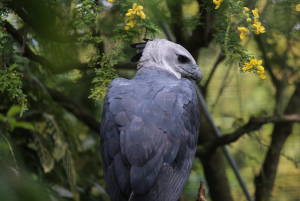 Harpy eagle