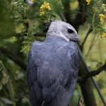 Harpy eagle