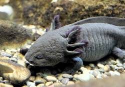 Politicians release 200 axolotls in polluted canal, most died