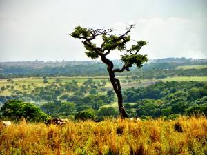 Cerrado Biosphere Reserve, world’s most biodiverse savanna
