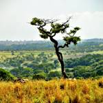 Cerrado Biosphere Reserve, world’s most biodiverse savanna