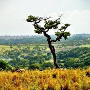 Cerrado Biosphere Reserve, world’s most biodiverse savanna
