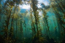 Tasmania kelp forests decimated by climate change