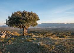 Holm oak woodlands– large-scale tree die-off