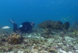 Atlantic goliath grouper rebounds