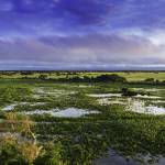 The Pantanal, The world’s largest tropical wetland