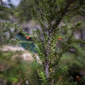 Pacific Yew