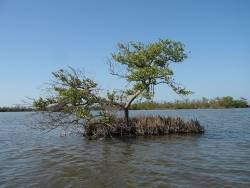 The Everglades tree islands are dying due to flooding