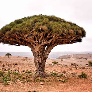 Socotra Dragon Tree