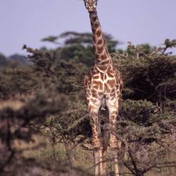 Kouré Giraffe Reserve aids in population comeback