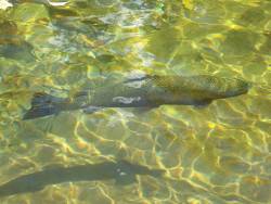 First wild lake trout fry in 60 years found in Lake Erie