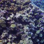 Parks & Reserves: Coral Sea Commonwealth Marine Reserve
