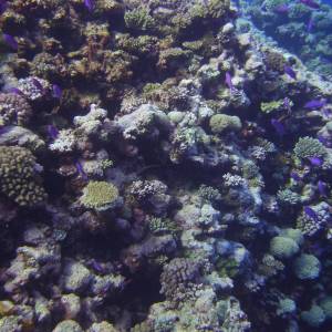 Parks & Reserves: Coral Sea Commonwealth Marine Reserve