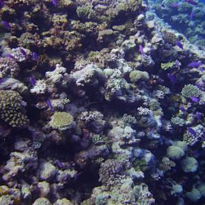 Parks & Reserves: Coral Sea Commonwealth Marine Reserve