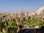 Arctic willow