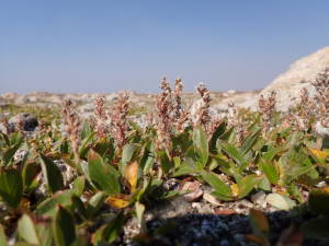 Arctic willow