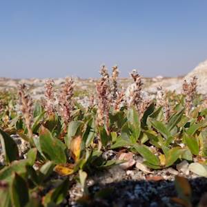Arctic willow