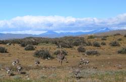 Saving Endangered Darwin’s Rhea in Chile's Patagonia