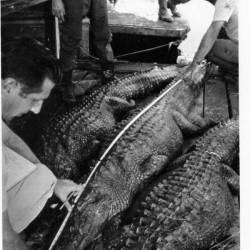Ban on international export of alligator skins