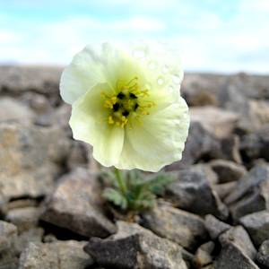 Arctic poppy