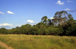 Vegetation of the Gran Chaco before Colonialization