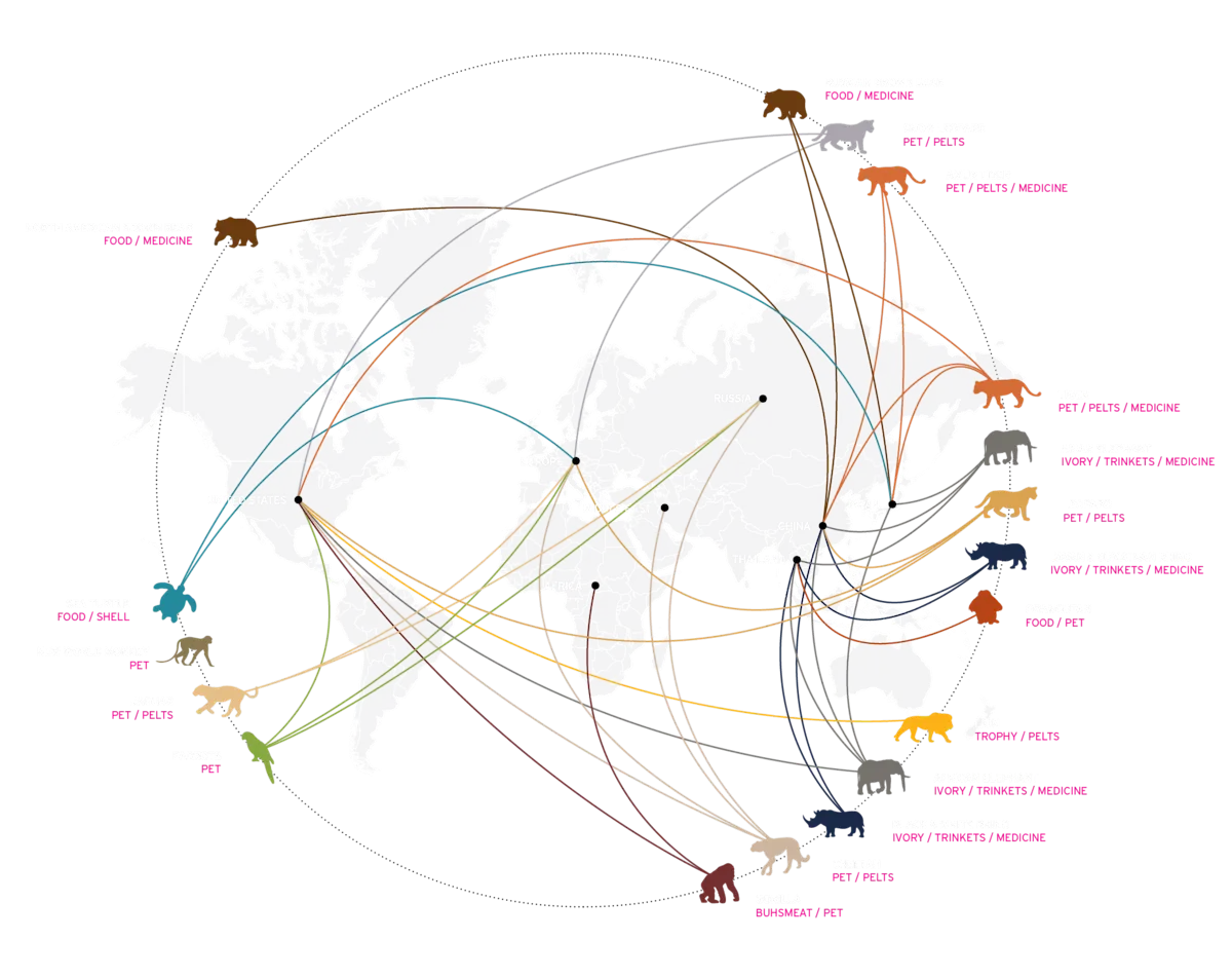 WYCD - endangered species - ilegal wildlife trade infographic map