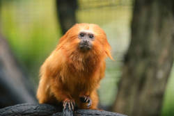 Golden Lion Tamarin Recovery