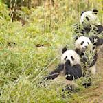 Parks & Reserves: Wolong National Nature Reserve