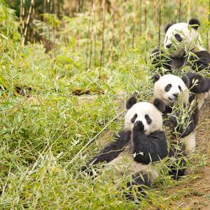 Parks & Reserves: Wolong National Nature Reserve