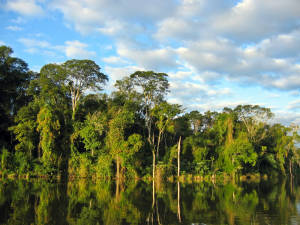 Atlantic Forest Biosphere Reserve 