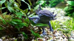 Axolotl extinction an "inescapable threat"