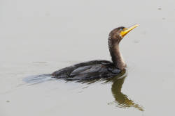 In defense of double-crested cormorants