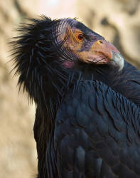 Condors confirmed in San Mateo