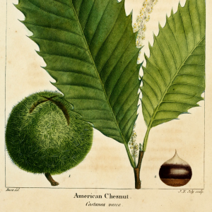 American Chestnut, Castanea dentata
