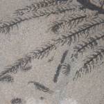 Emergence of flowering plants — "The Great Radiation"