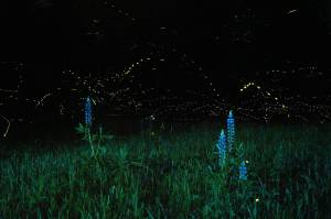 I Miss the Fireflies