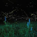 I Miss the Fireflies